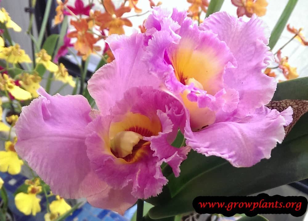 Cattleya orchid flower