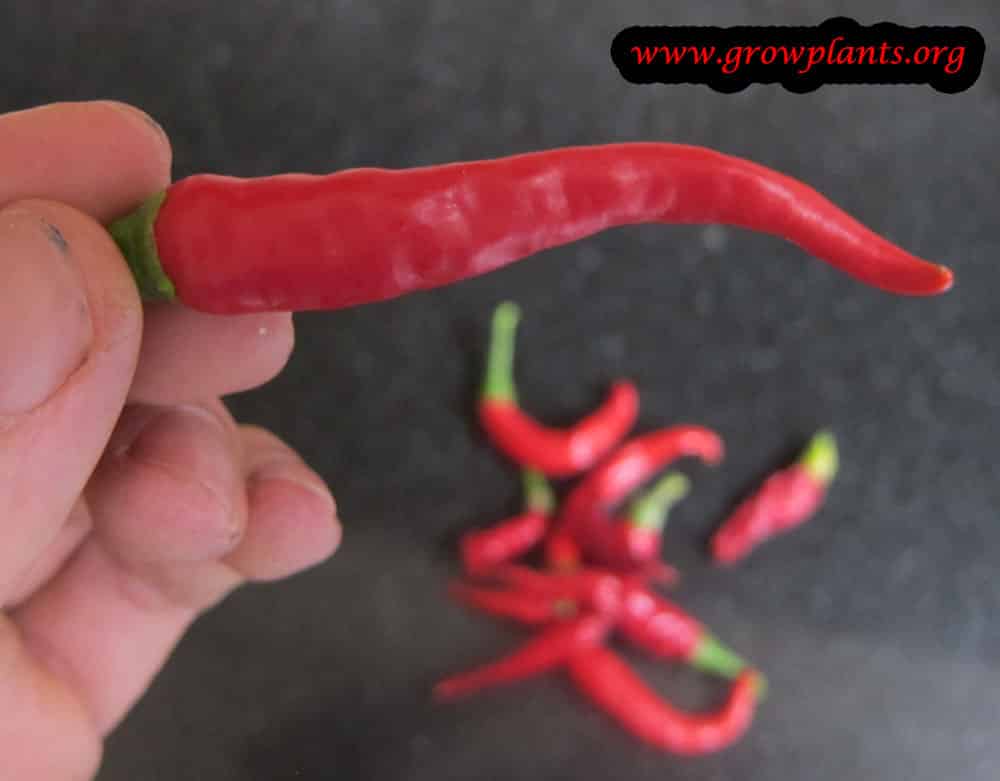 Cayenne pepper plant