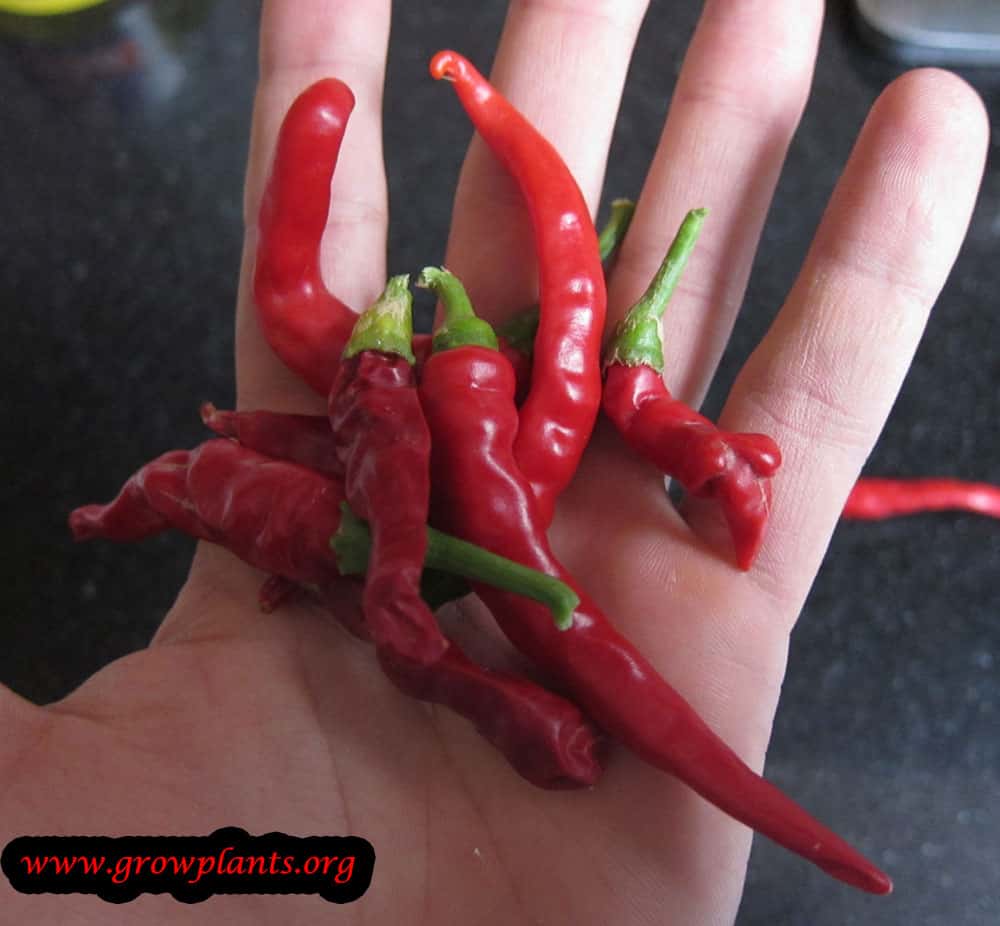 Harvest Cayenne pepper plant