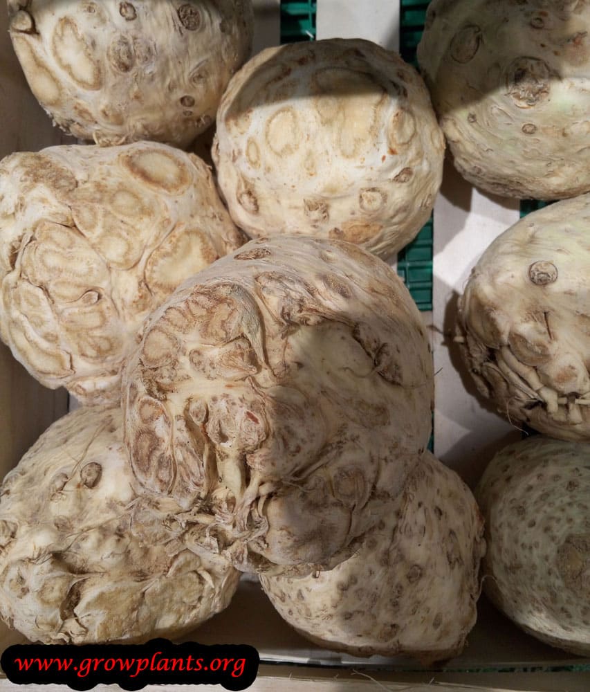 Harvest Celery roots