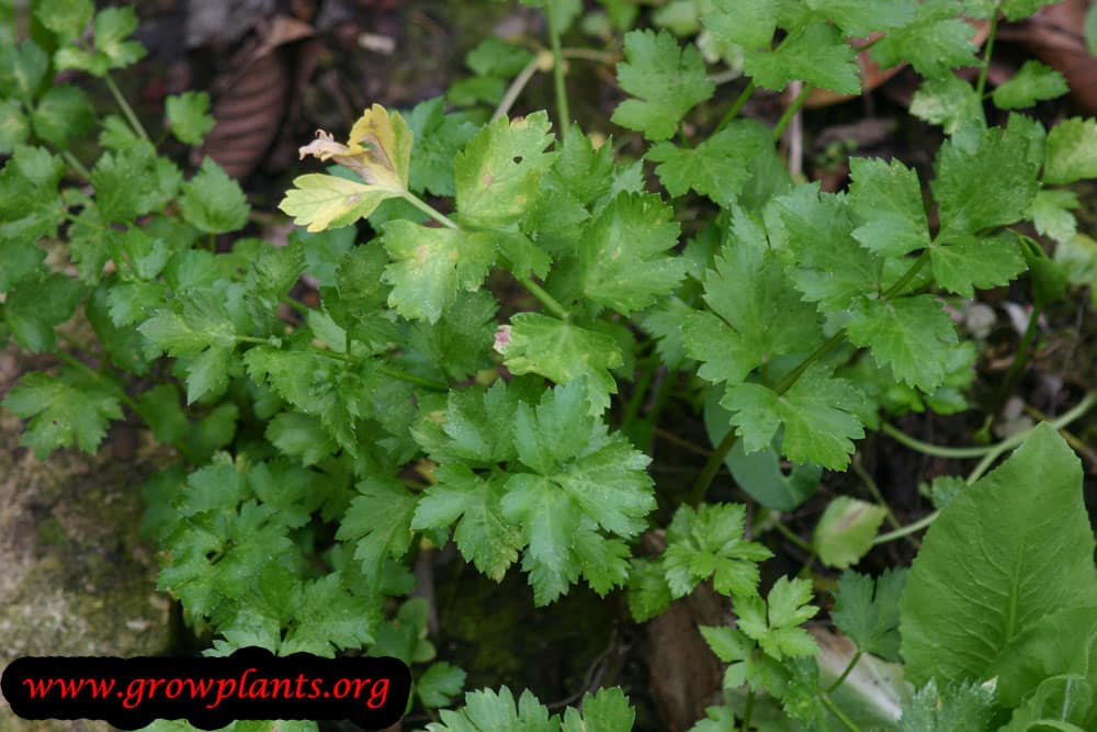 Harvest Celery leaves