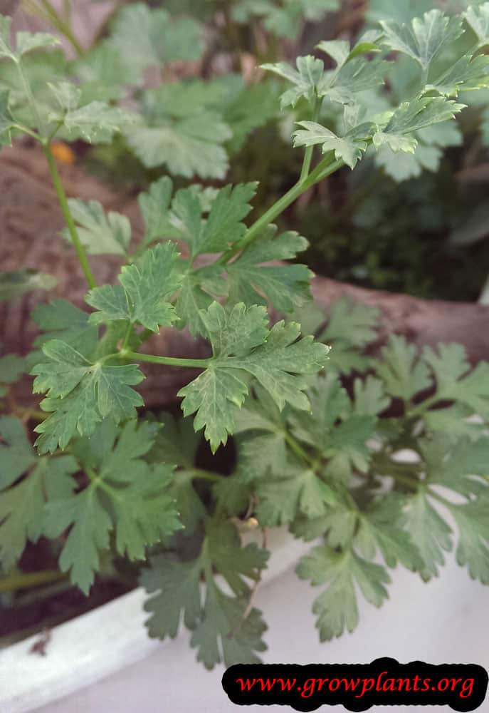 Growing Celery leaves