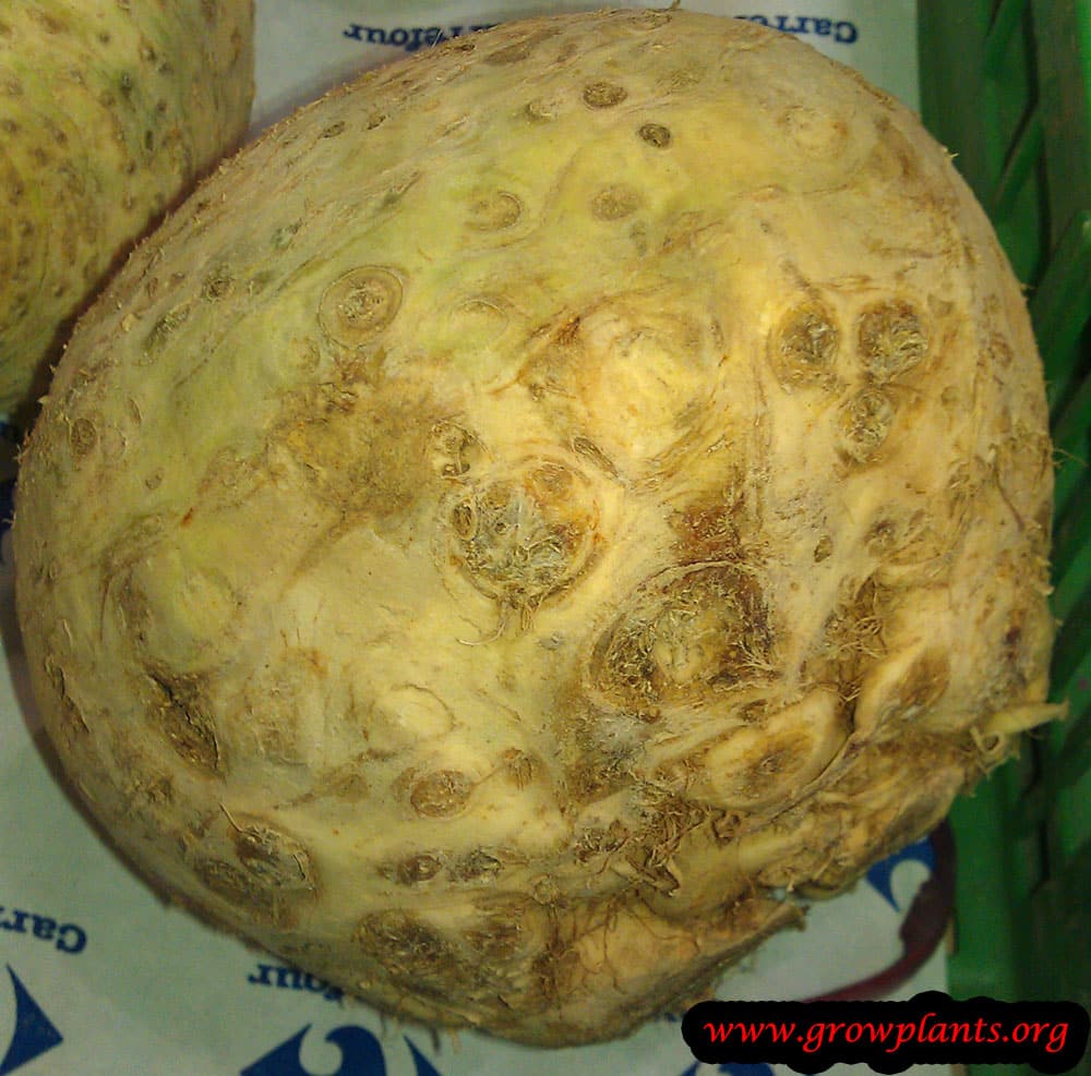 Celery roots plant