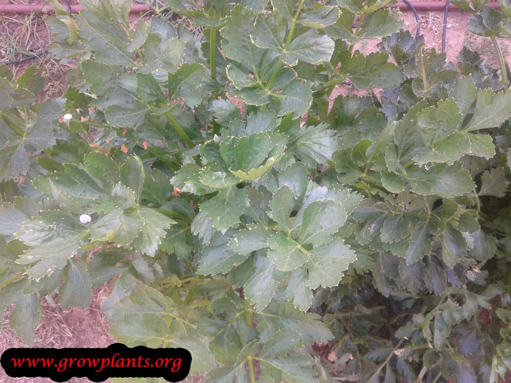 Celery plant care