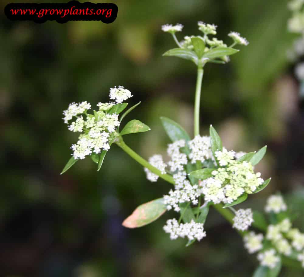 Celery plant flower