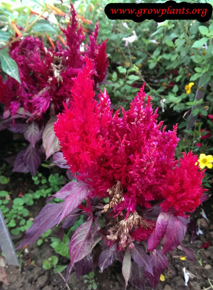 Celosia argentea