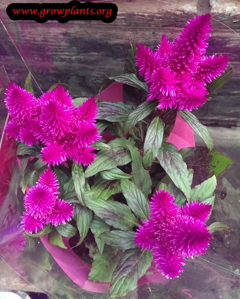 Growing Celosia argentea