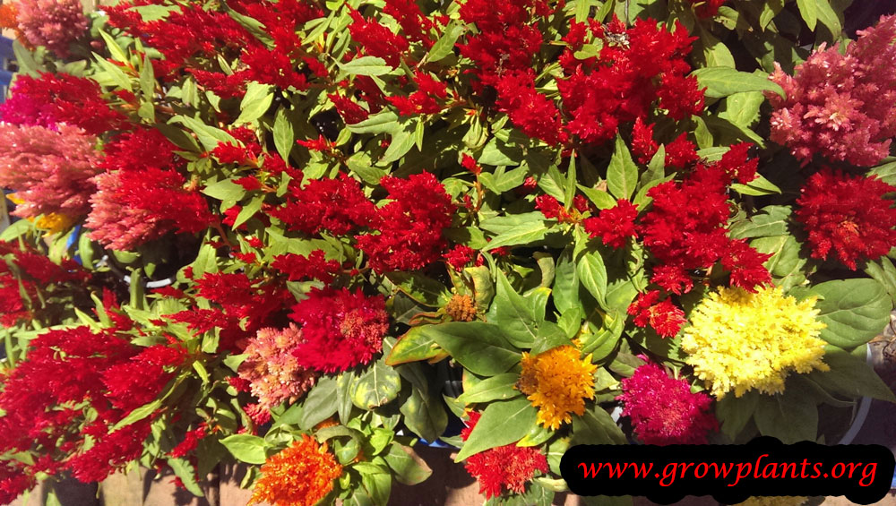 Celosia argentea plant