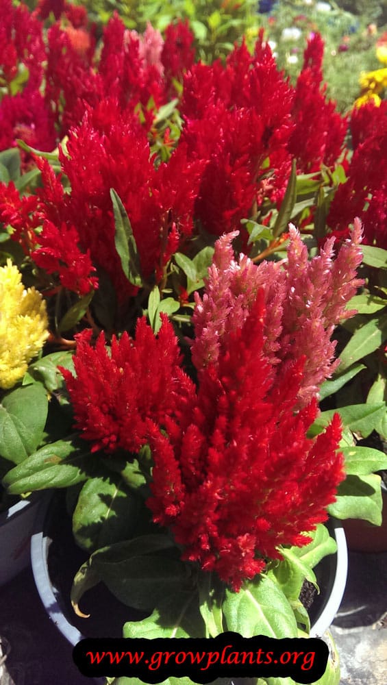 Celosia argentea flower