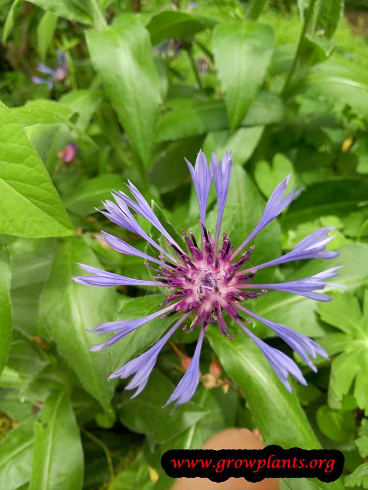 Centaurea triumfettii