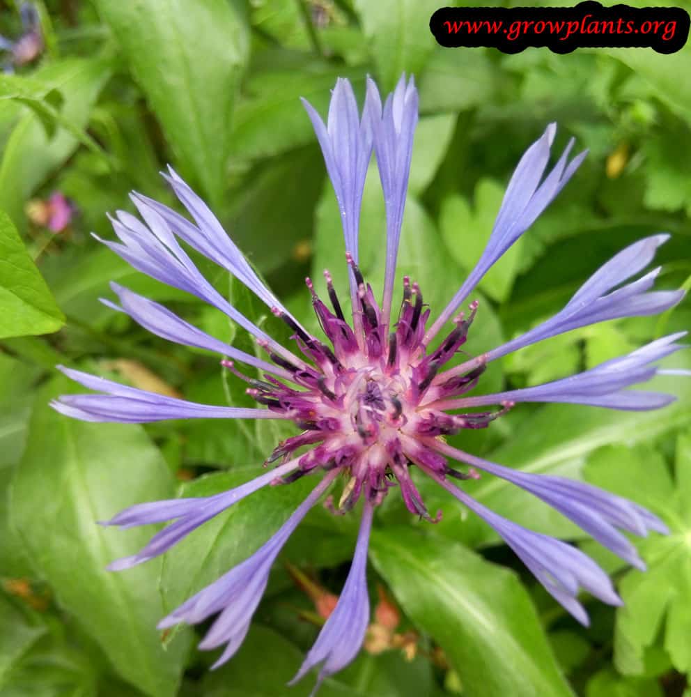Centaurea triumfettii flower