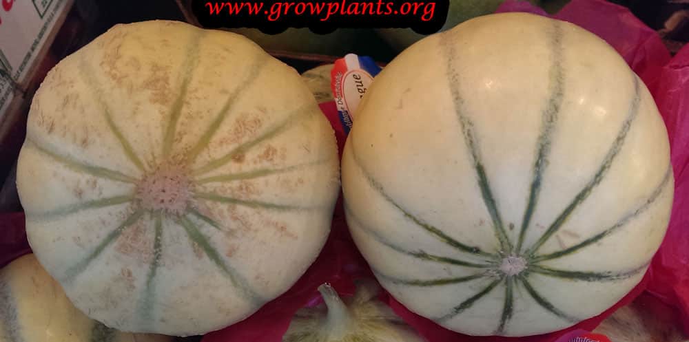 Charentais melon