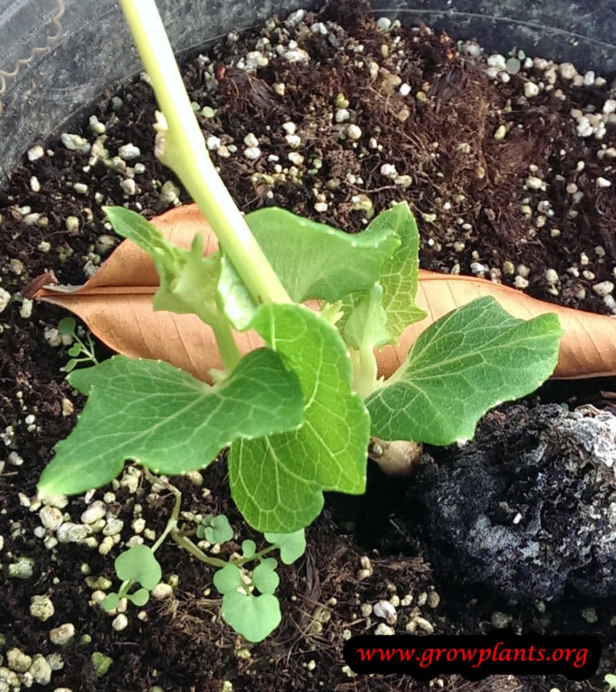 Chayote How to grow & care