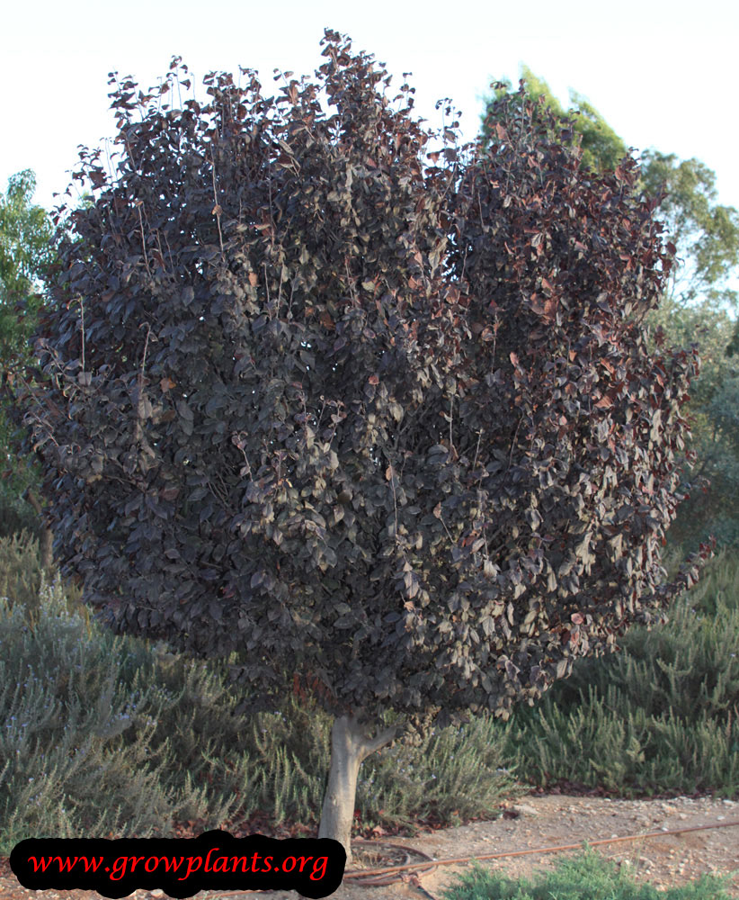 Growing Cherry plum