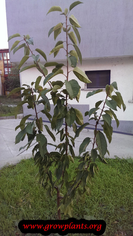 Cherry tree