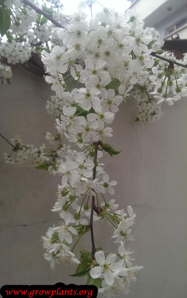 Cherry tree bloom