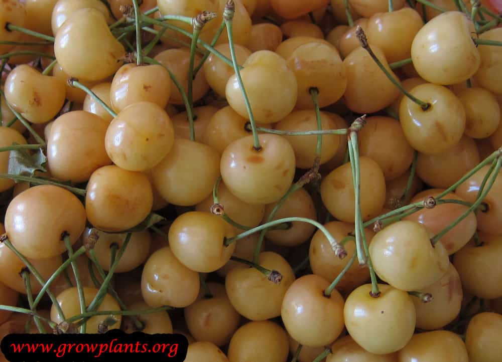 Cherry tree yellow fruits