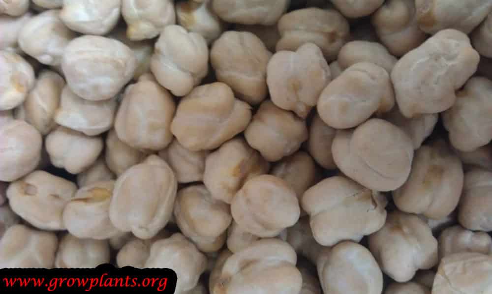Harvest Chickpea