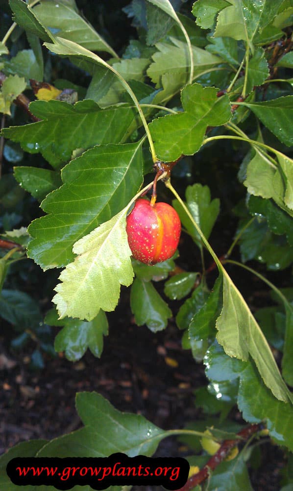 Chinese hawthorn - How to grow & care