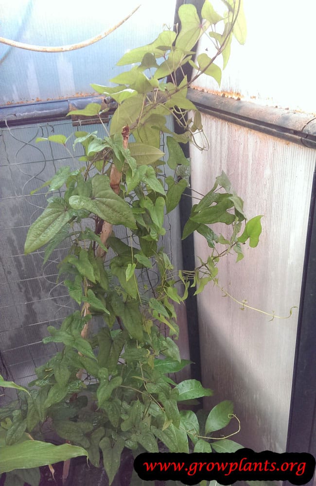 Chinese yam How to grow plants