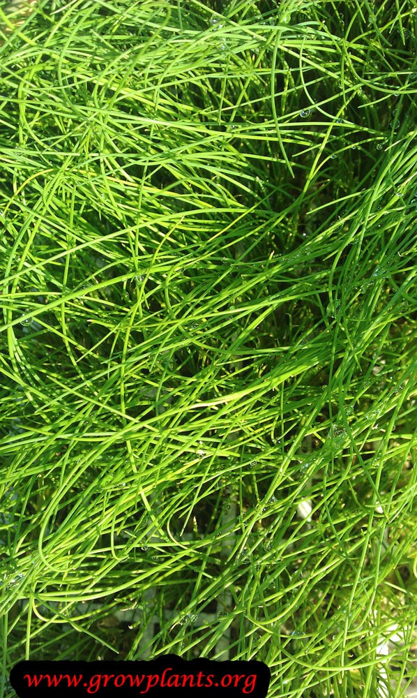Chives plant