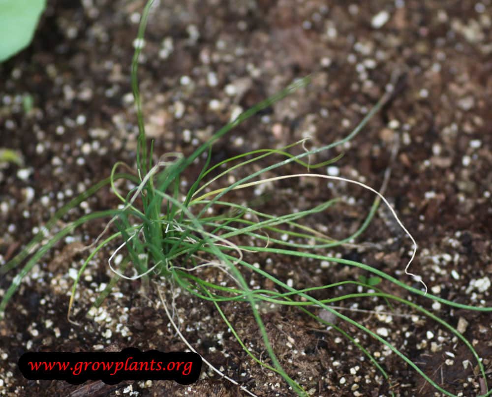 Growing Chives plant