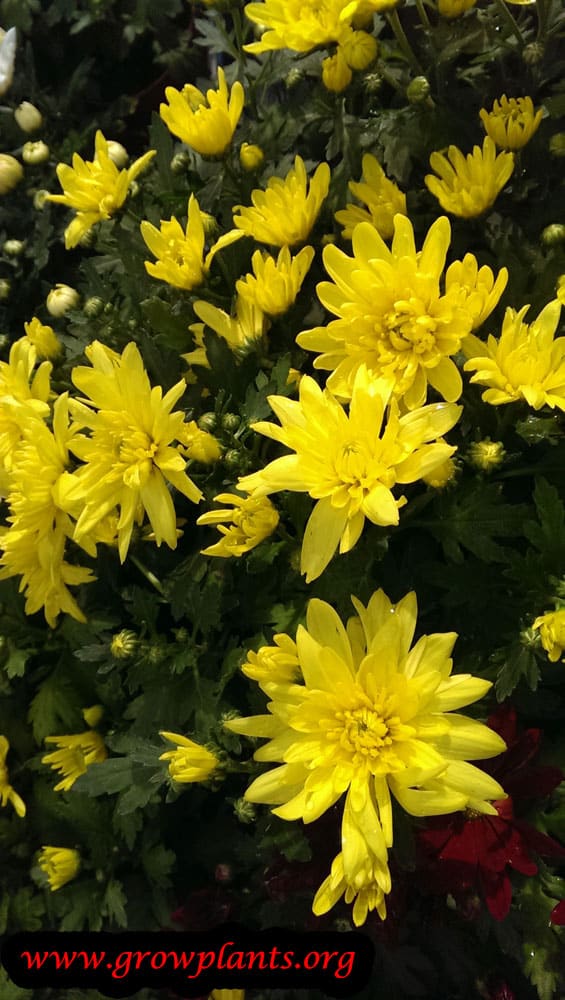 Chrysanthemum grandiflorum How to grow & care