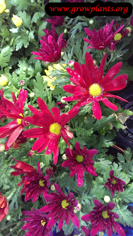 Chrysanthemum grandiflorum How to grow & care
