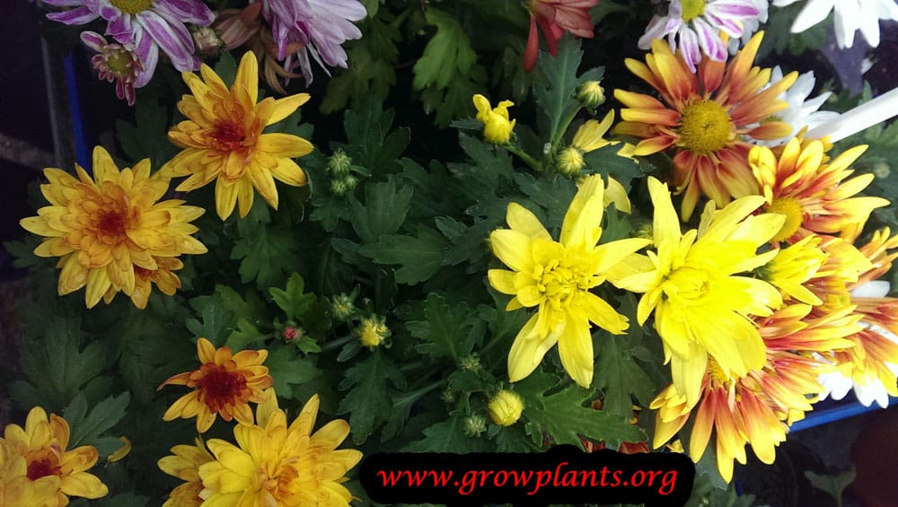 Chrysanthemum grandiflorum How to grow & care