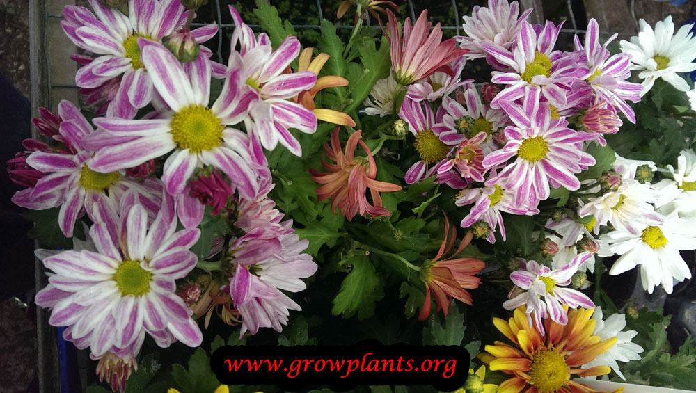 Chrysanthemum grandiflorum How to grow & care