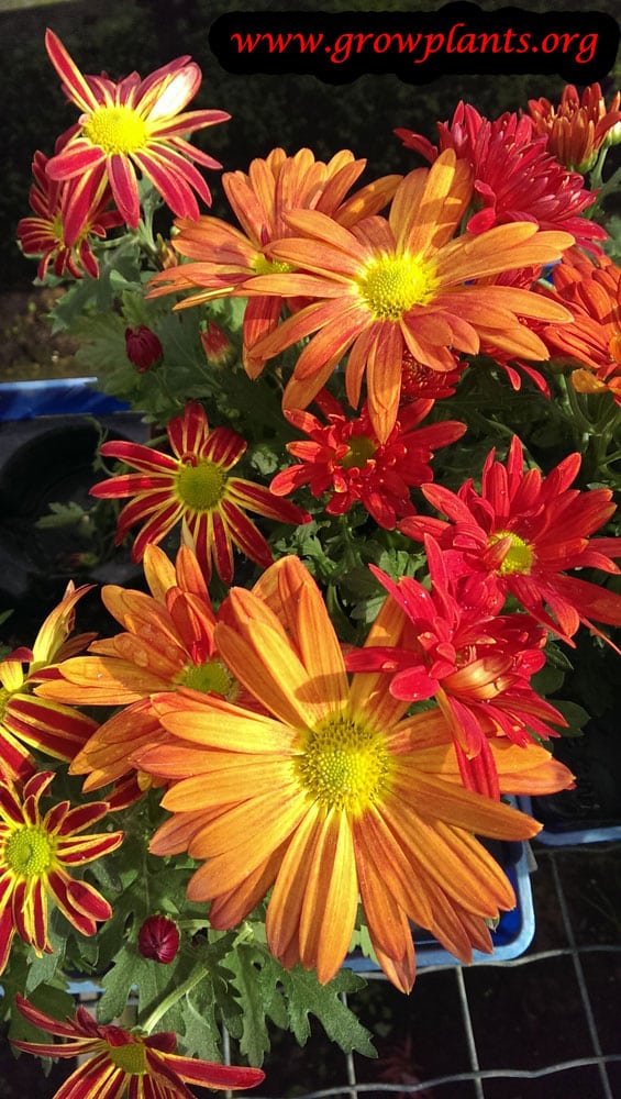 Chrysanthemum grandiflorum How to grow & care