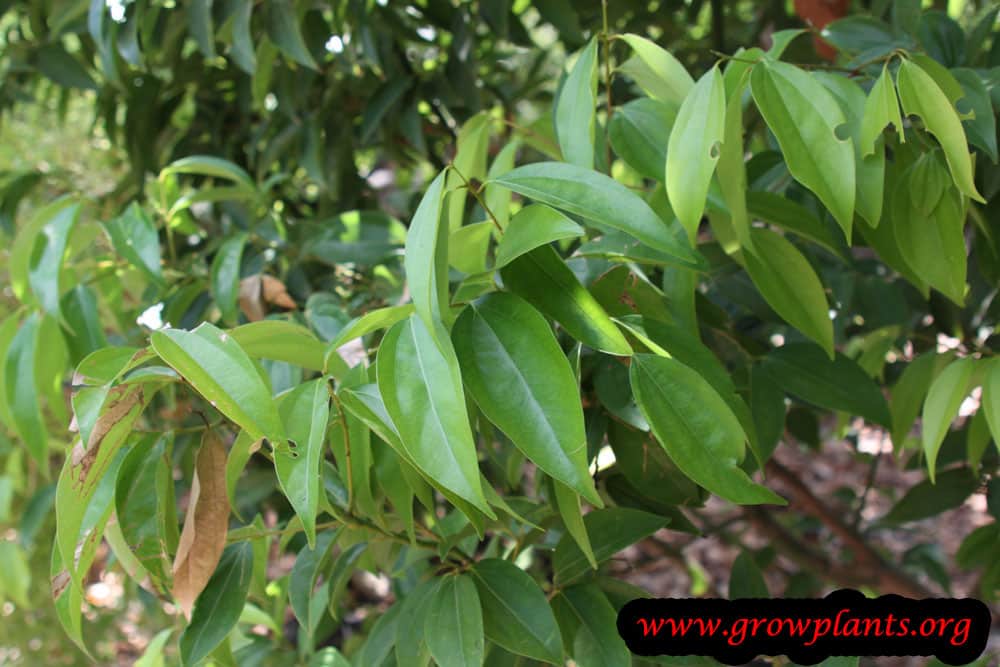 Harvest Cinnamon leaves
