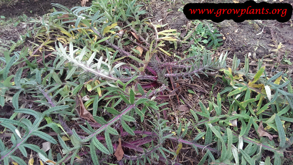 Cirsium eriophorum