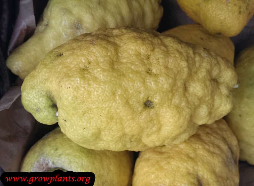 Harvest Citron tree fruit
