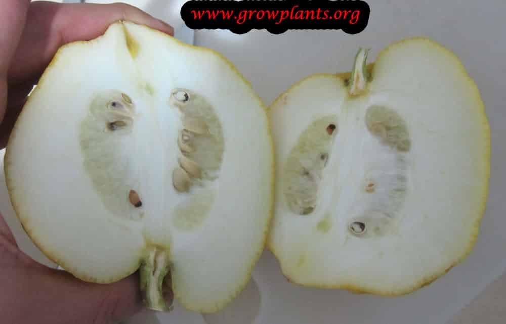 Citron tree fruit cut in the middle