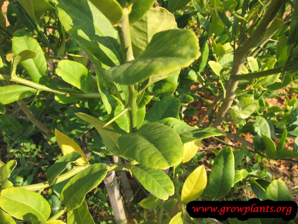 Citron tree care
