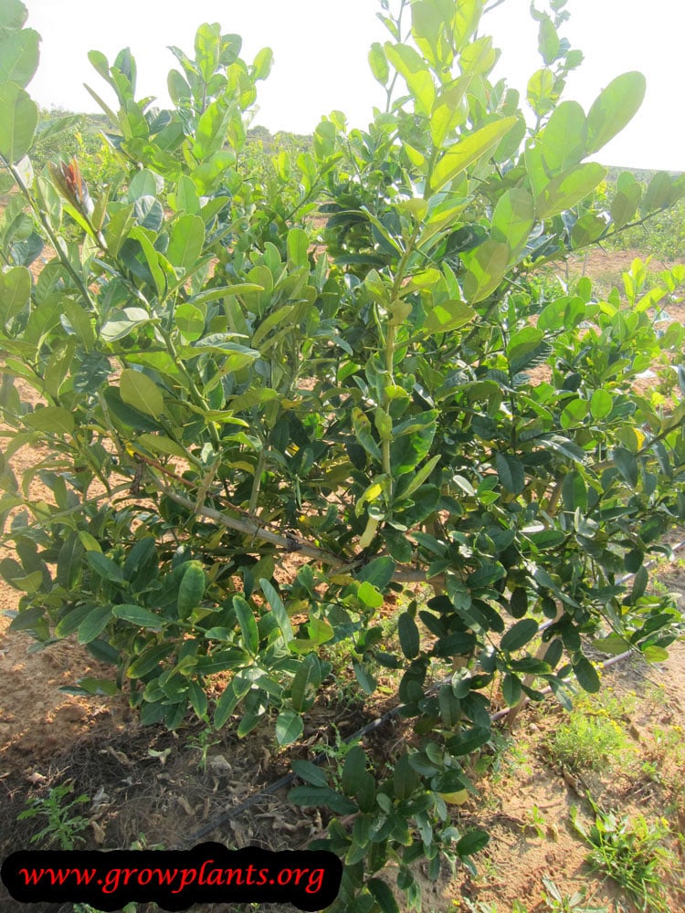 Citron tree grow