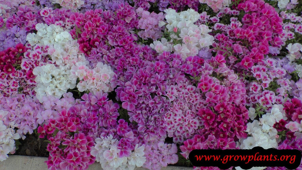 Clarkia