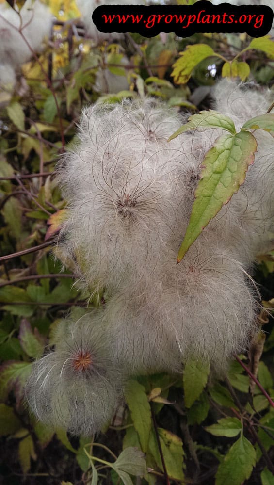 Clematis tangutica - How to grow & care