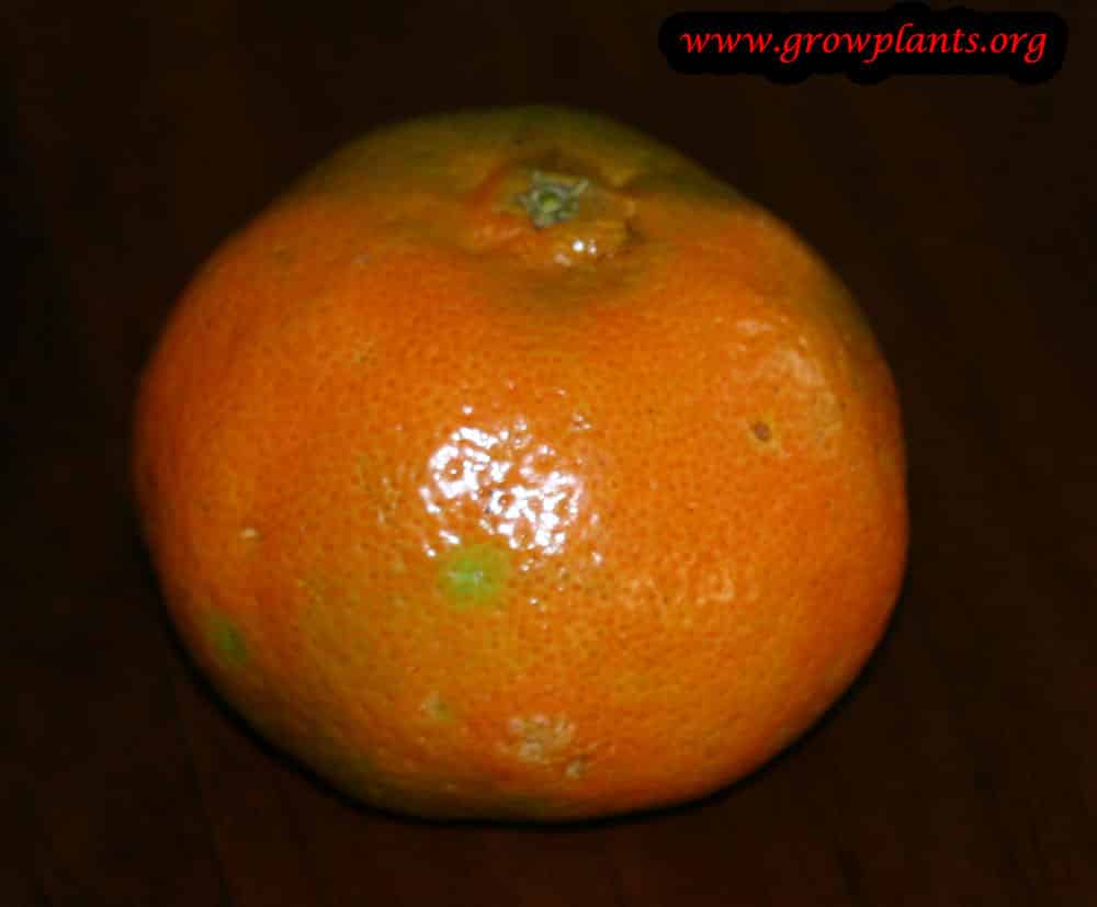 Harvest Clementine tree