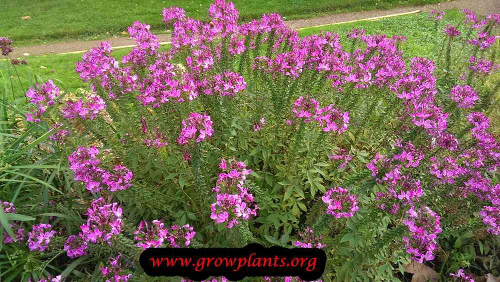 Cleome How to grow & care