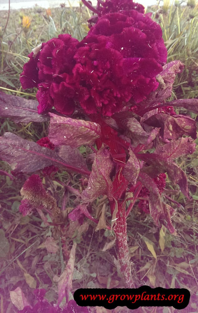 Cockscomb plant