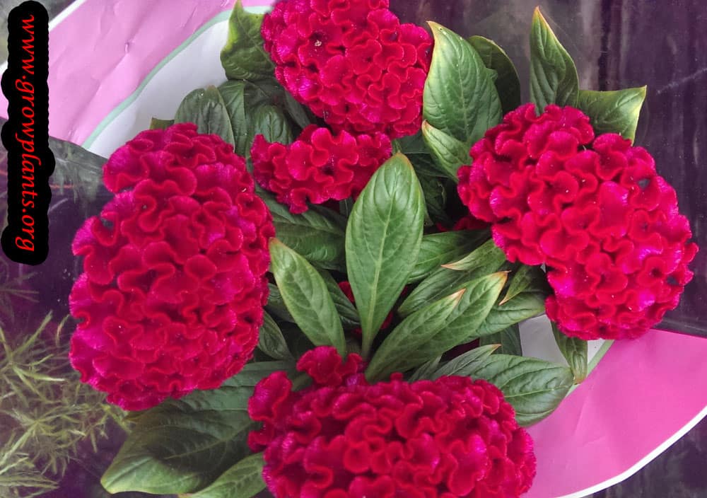 Growing Cockscomb plant