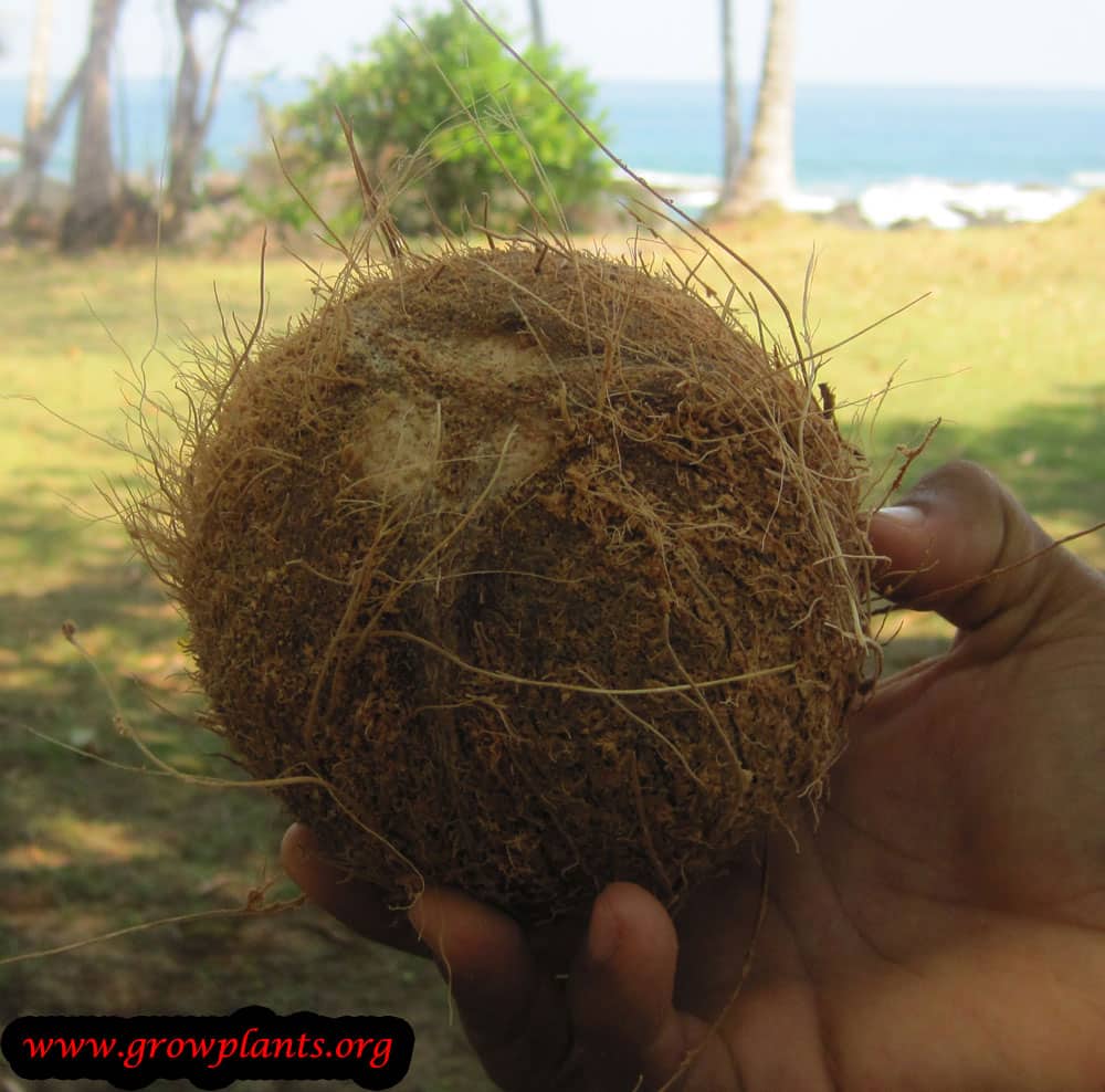 Coconut palm How to grow plants