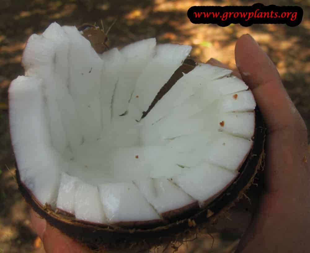 Coconut palm How to grow plants