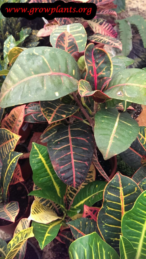 Codiaeum variegatum