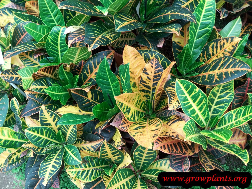 Growing Codiaeum variegatum