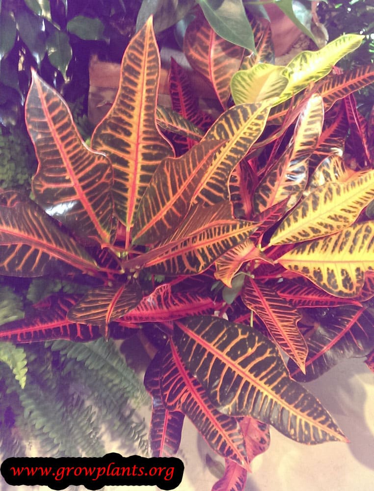 Codiaeum variegatum grow
