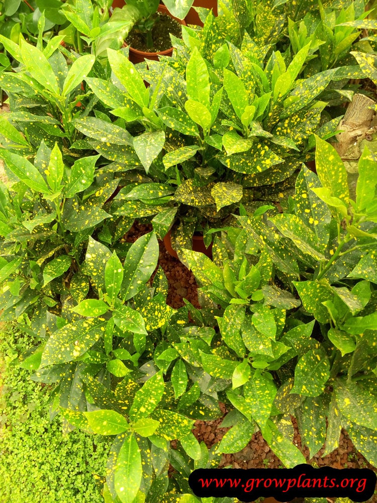 Codiaeum variegatum green with yellow dots