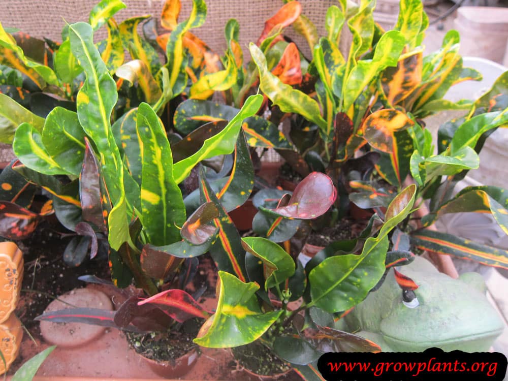 Codiaeum variegatum leaves